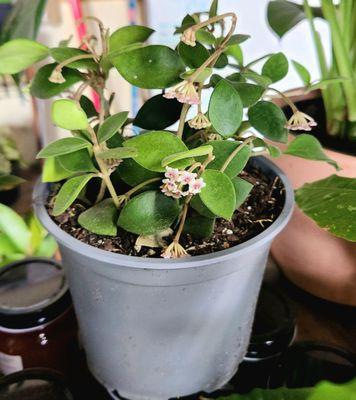 Blooming hoya