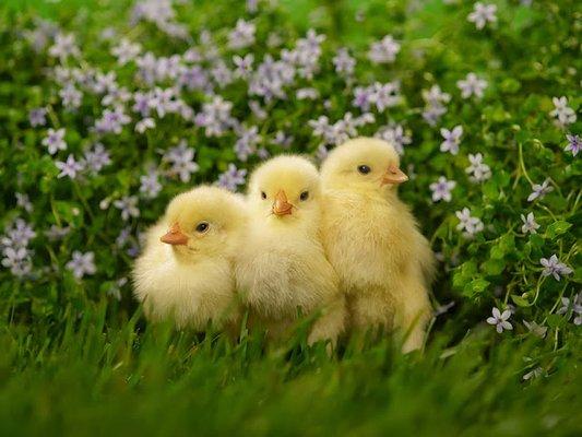 We now offer baby chicks for sale too!