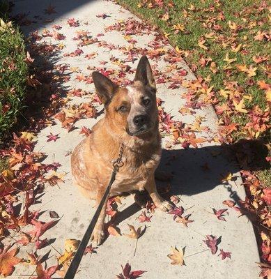 Charlie matching the fall leaves.