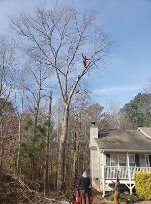 All In Tree Service of Smyrna