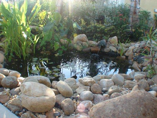 Pond Installation with Landscaping & Lights