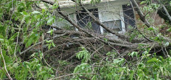 Tree fell  in front  yard