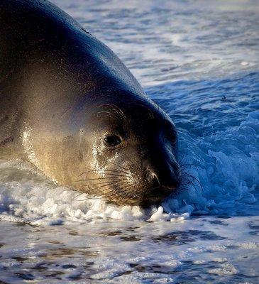 Poor seal was so exhausted from fighting the king tide waves!