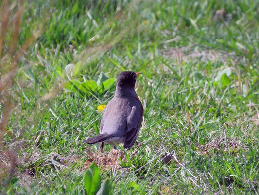 An American Robin flitting among the grass.