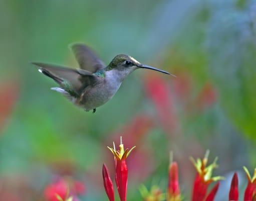 Ruby Throated hummingbird, photo by Bob Howdeshell.