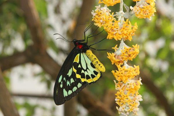 The birdwing butterflies are one of the largest in the world!