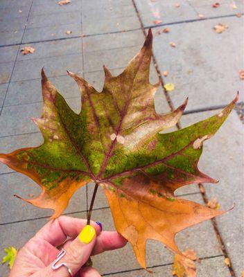 Collecting September Seattle memories...one leaf at a time.