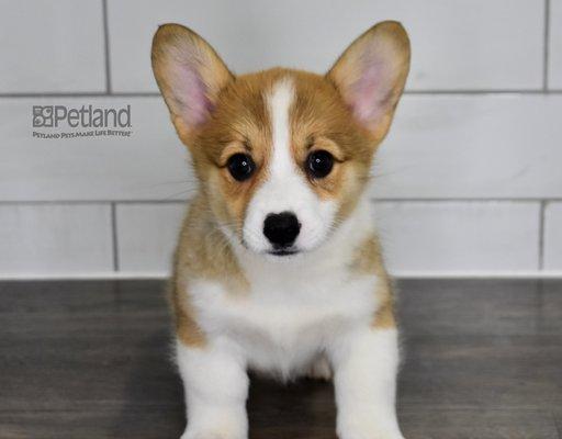 Pembroke Welsh Corgi