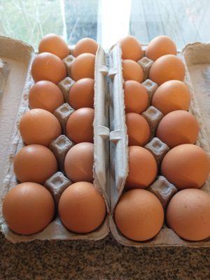 Stamp Egg Farms