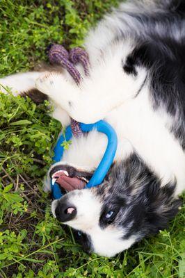 Cato loves his new Beco Toys!