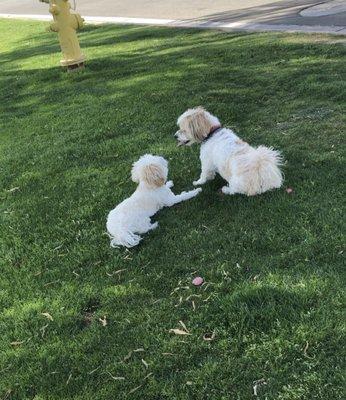 Riley looking up at Buddy! Friends forever