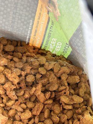 Maggots and webs in dog food