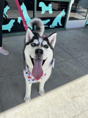 Rose' is a happy camper after her grooming