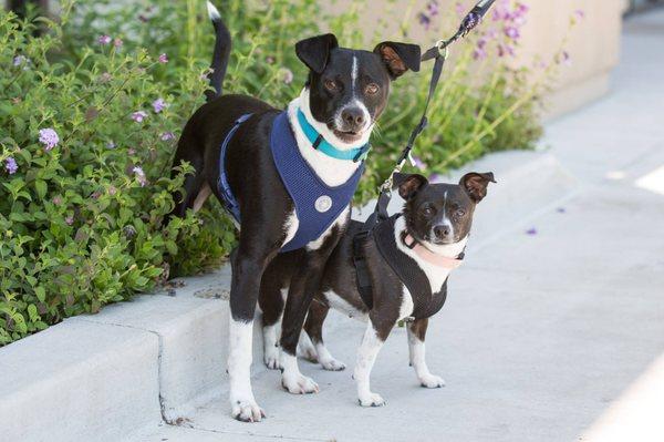 So many adorable pups waiting to meet you https://www.cityofsacramento.org/Community-Development/Animal-Care/Adoptions/Adopt-A-Dog