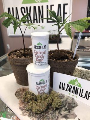 Alaskan Leaf carries high-quality bud and they sell clones!!