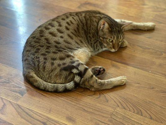 Ellie chillaxin in the middle of the dining floor after a hard day of play.