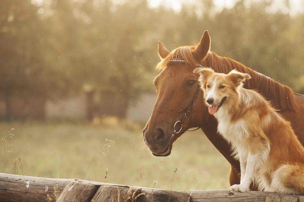 Cold Springs Animal Hospital