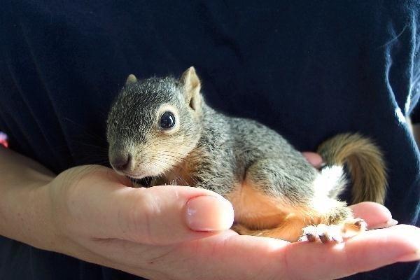 Squirrel, Animal Advocates, Los Angeles, California