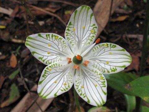 Parnassia