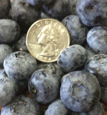 Huge blueberries