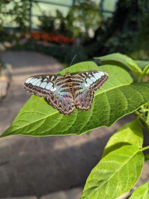 Butterflies are solar powered, this African clipper is soaking up the sunshine.  Our collection has hundreds of butterflies from all around.