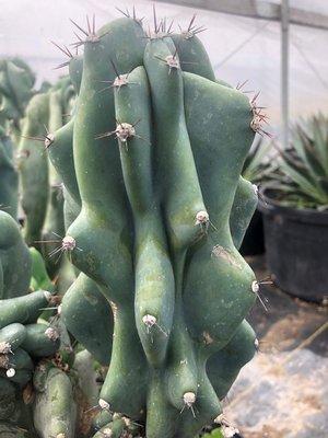 Monstrose Cactus