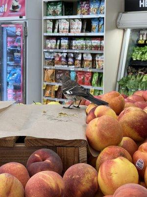 Bird pooping all on their peaches in produce