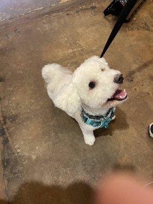 Bichon puppy post grooming.