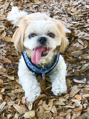 Mocha Coconut loving the park & all of its natural beauty!