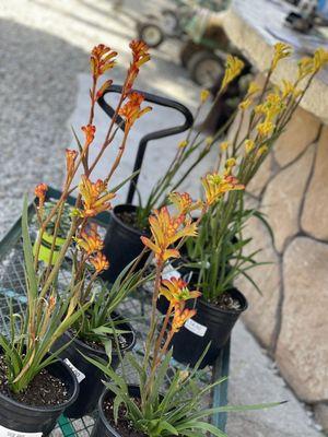 Anigozanthus (Kangaroo Paw)