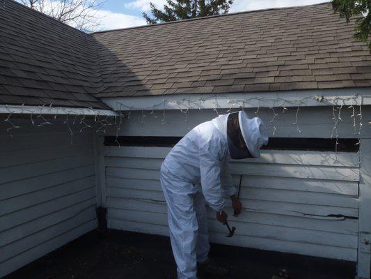 Honey bee removal from a home.