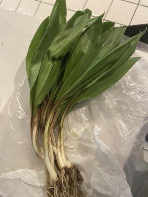 Season for ramps!