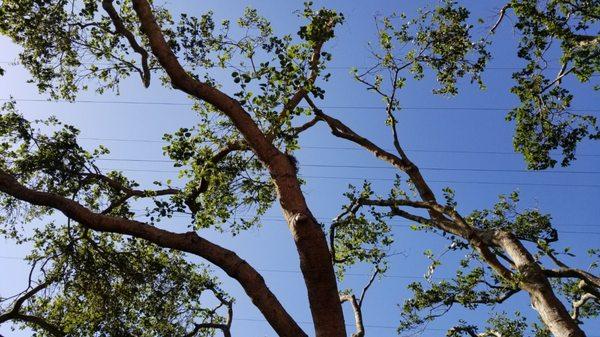 Yikes!  Bonsai?  No.  Established live oaks.