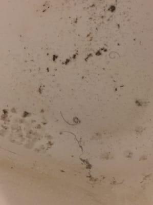 Zoomed in on the filth in the tub that the cleaning crew left behind.