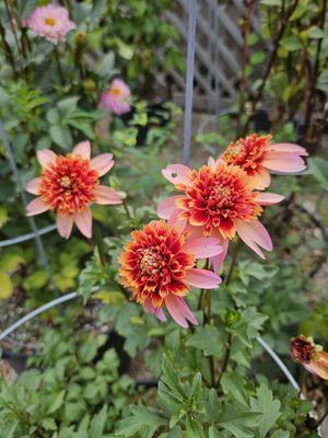 rare zinnias...beautiful color