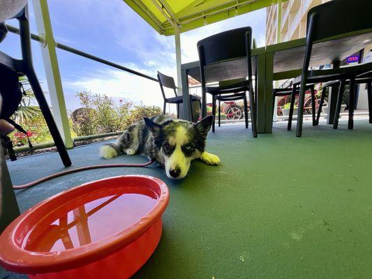 Dog friendly restaurant outdoor seating