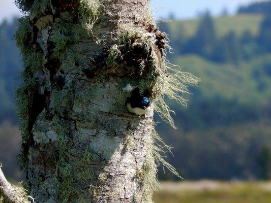 Tree Swallow poking its head out of a tree.