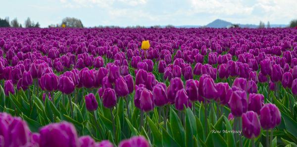 Tulip Festival 2017