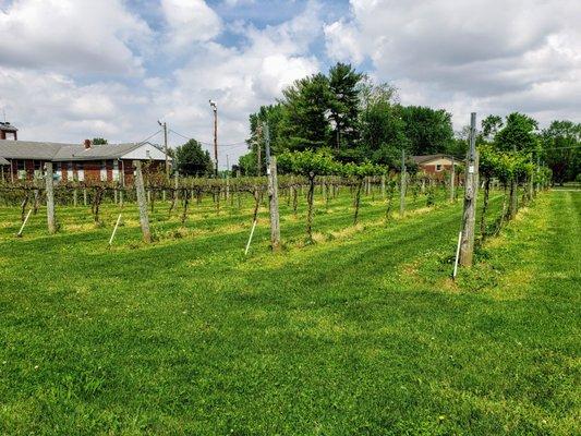 Vineyards at Brandywine Creek Vineyards & Winery