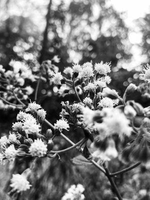 Photo shoot in park with plants