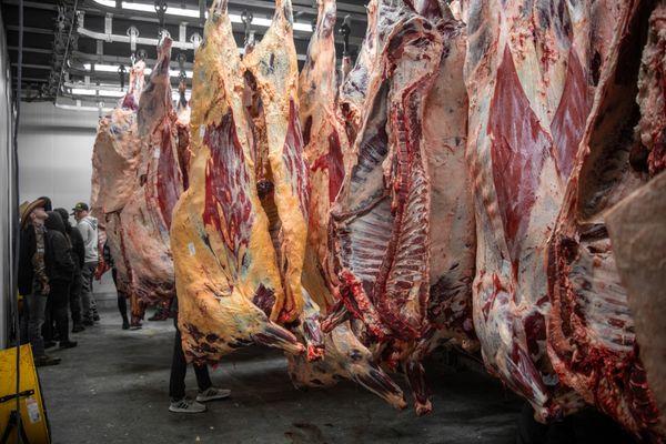 beef carcasses aging in the ageing cooler to be processed..