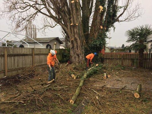 Crews cleaning up the branches of a Poplar Tree