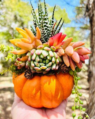 Succulent orange mini pumpkin