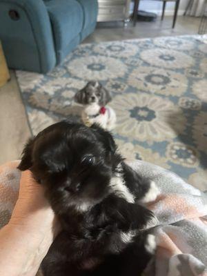 Little ShihPoo puppy with mom photobombing