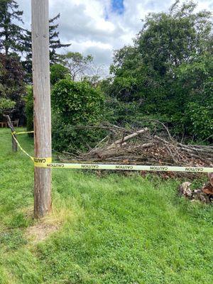 Fallen down trees that management refuses to have cleaned up