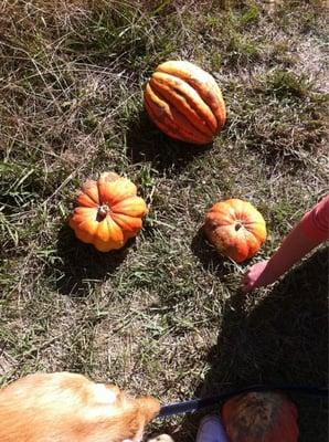 Pumpkins!