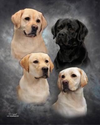 Dr. Keadle's Labradors!