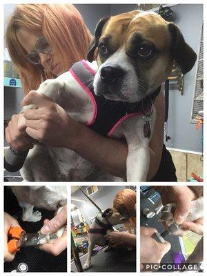 The FURdressers do walk in nail trimming from 10am to 5pm Tuesday through Saturday! Come on by!