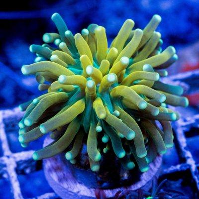 Tiger Torch Coral