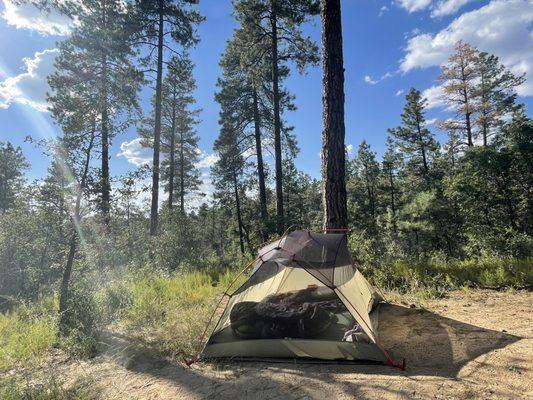 Prescott National Forest